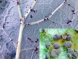 Attēlu rezultāti vaicājumam “Didymium tussilaginis macro”