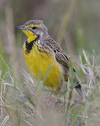 Attēlu rezultāti vaicājumam “Motacillidae”