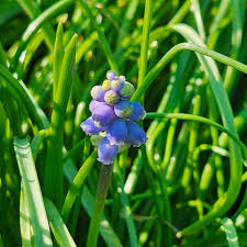Attēlu rezultāti vaicājumam “Muscari neglectum flower”
