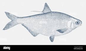 Image result for Dorosoma cepedianum