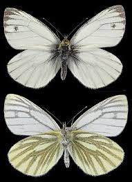 Attēlu rezultāti vaicājumam “Pieris napi male”