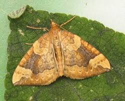 Attēlu rezultāti vaicājumam “Eulithis sp.”