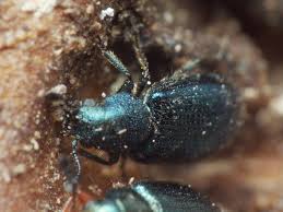 Attēlu rezultāti vaicājumam “Necrobia violacea”