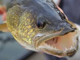 Image result for Sander vitreus