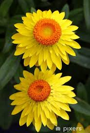 Image result for Strohblume