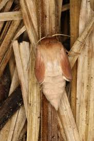 Attēlu rezultāti vaicājumam “Mythimna flammea”