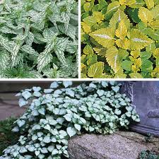 Attēlu rezultāti vaicājumam “Lamium”