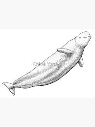 Image result for Delphinapterus leucas