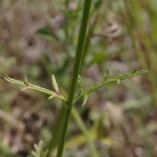 Image result for Verbena officinalis