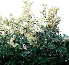 Attēlu rezultāti vaicājumam “Filipendula ulmaria”