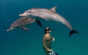 Image result for Durley Dolphin Diver