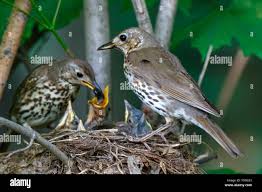Attēlu rezultāti vaicājumam “Turdus philomelos nest”