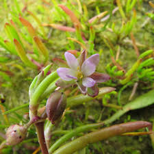 Attēlu rezultāti vaicājumam “Spergularia marina”