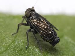 Attēlu rezultāti vaicājumam “Javesella pellucida male”