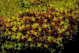 Attēlu rezultāti vaicājumam “Syntrichia virescens”