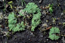 Attēlu rezultāti vaicājumam “Riccia bifurca”