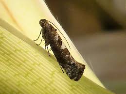 Attēlu rezultāti vaicājumam “Acrolepiopsis assectella”