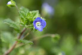 Attēlu rezultāti vaicājumam “Veronica persica leaf”