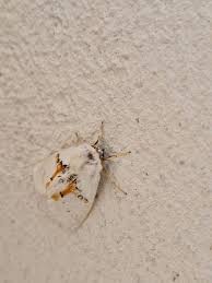 Attēlu rezultāti vaicājumam “Leucodonta bicoloria imago”