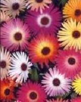 Image result for Mesembryanthemum criniflorum