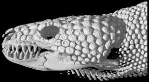 Attēlu rezultāti vaicājumam “Anguis fragilis adult”