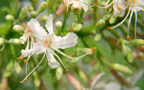 Attēlu rezultāti vaicājumam “Aesculus”