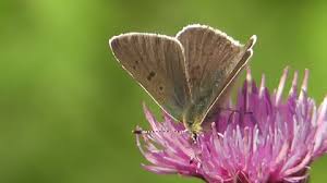 Attēlu rezultāti vaicājumam “Lycaena tityrus underside”
