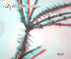 Attēlu rezultāti vaicājumam “Chara aspera”