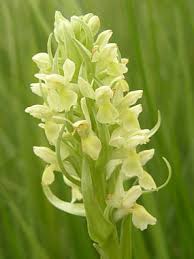 Attēlu rezultāti vaicājumam “Dactylorhiza ochroleuca flower”