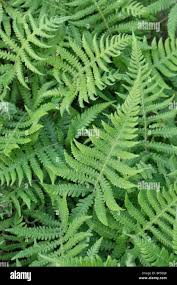 Attēlu rezultāti vaicājumam “Phegopteris connectilis”