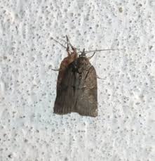 Attēlu rezultāti vaicājumam “Nycteola degenerana”