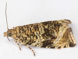 Attēlu rezultāti vaicājumam “Acleris bergmanniana”