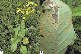Attēlu rezultāti vaicājumam “Didymium tussilaginis sessile”
