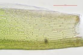 Attēlu rezultāti vaicājumam “Distichium capillaceum”