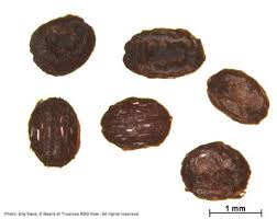 Attēlu rezultāti vaicājumam “Galium triflorum fruit”