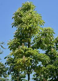 Attēlu rezultāti vaicājumam “Aesculus hippocastanum”