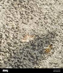 Attēlu rezultāti vaicājumam “Larentia clavaria”