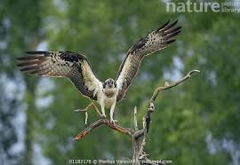 Attēlu rezultāti vaicājumam “Pandion haliaetus adult”