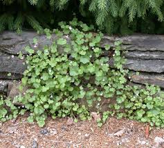 Attēlu rezultāti vaicājumam “Cymbalaria muralis leaf”