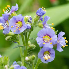 Attēlu rezultāti vaicājumam “Polemonium caeruleum flower”