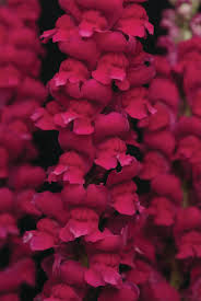 Image result for Antirrhinum majus maximum