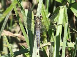 Attēlu rezultāti vaicājumam “Orthetrum cancellatum”