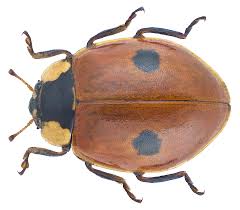 Attēlu rezultāti vaicājumam “Adalia bipunctata”