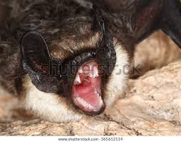 Attēlu rezultāti vaicājumam “Vespertilio murinus”