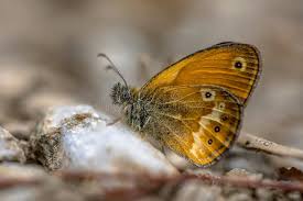Attēlu rezultāti vaicājumam “Coenonympha hero”