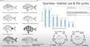 Image result for Rhabdosargus holubi