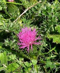 Attēlu rezultāti vaicājumam “Cirsium acaule leaf”