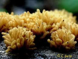 Attēlu rezultāti vaicājumam “Heterotrichia obvelata (syn. Arcyria obvelata) macro”