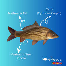 Image result for Cyprinus carpio