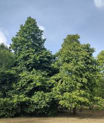 Attēlu rezultāti vaicājumam “Corylus colurna”